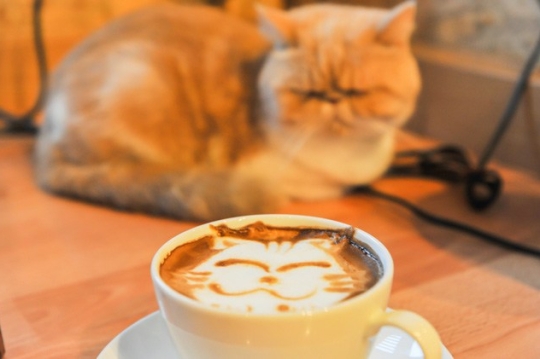 cat-cafes